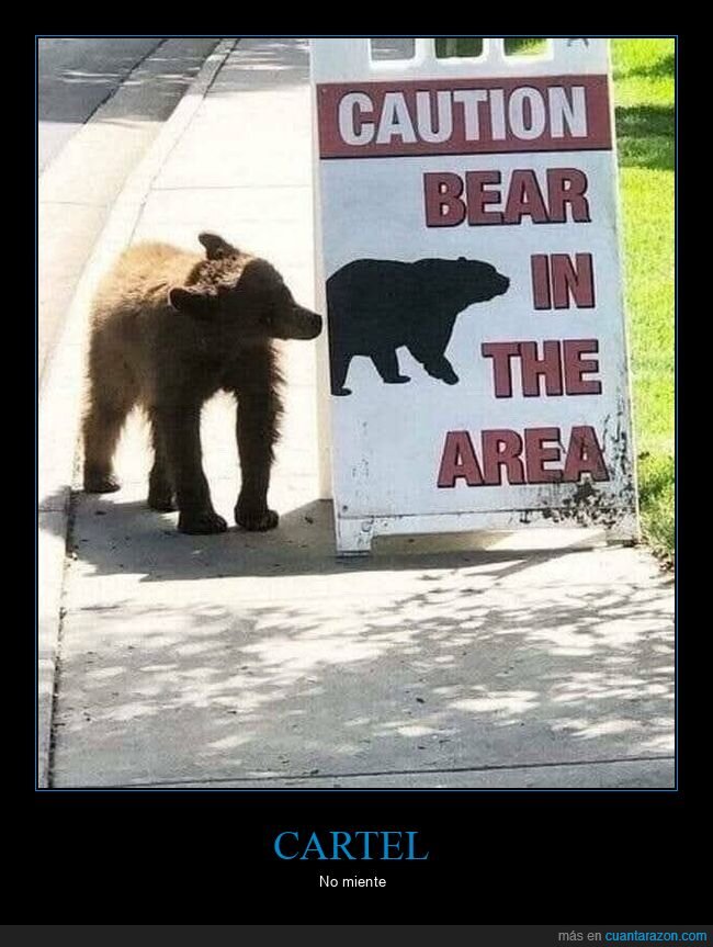 carteles,oso