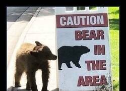 Enlace a Oso en la zona