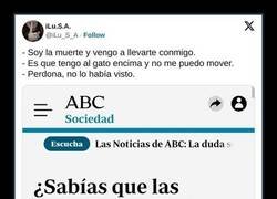 Enlace a Las personas con gato viven más