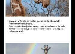 Enlace a Adorables fotos de fauna que celebran a las madres y sus crías