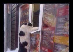 Enlace a Atendiendo al michi