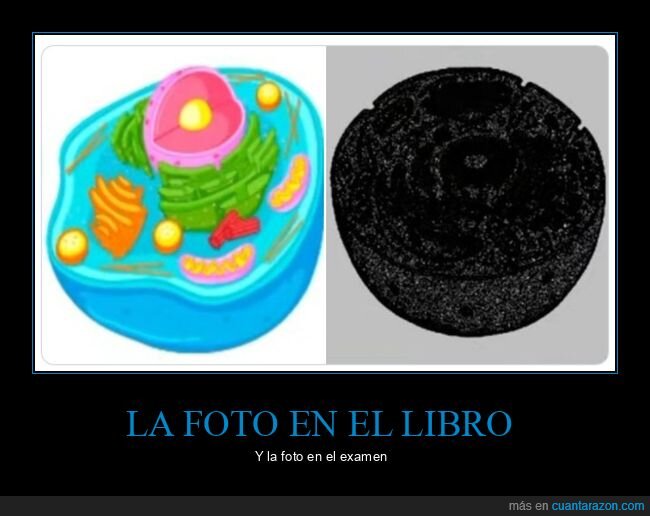 célula,foto,libro,examen