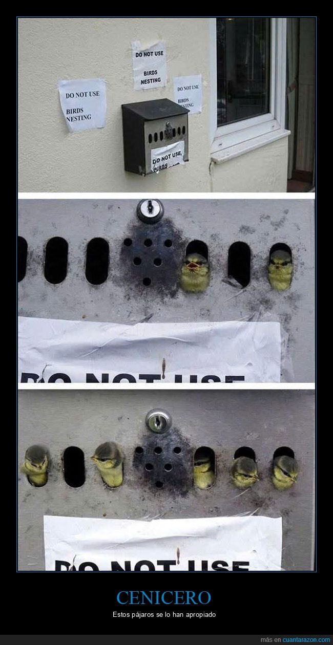 cenicero,pájaros