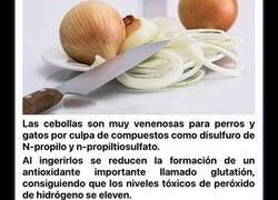 Enlace a Cosas prohibidas que nunca deberías darle a una mascota