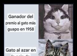 Enlace a La belleza felina de antes