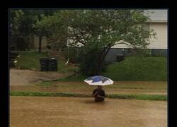 Enlace a Procurando no mojarse