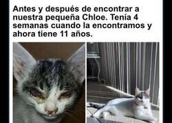 Enlace a Conmovedoras fotos de gatos antes y después de ser adoptados