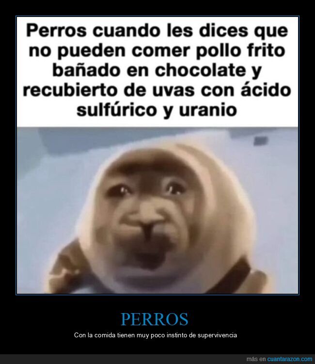 perros,comida
