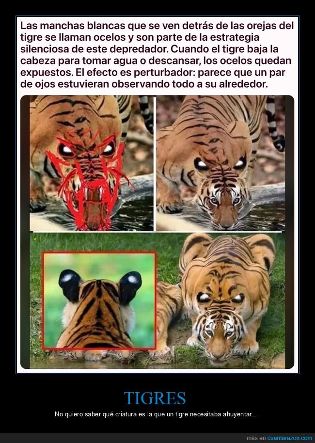 tigres,ocelos,curiosidades