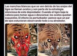 Enlace a Los ocelos del tigre