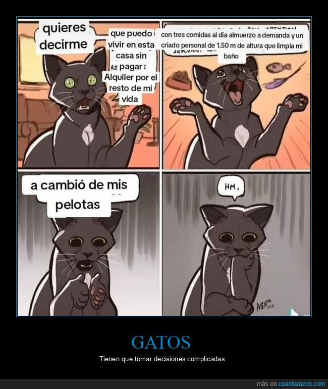 gatos,pelotas,vivir
