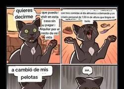 Enlace a Decisión felina