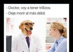 Enlace a En la consulta del dogtor