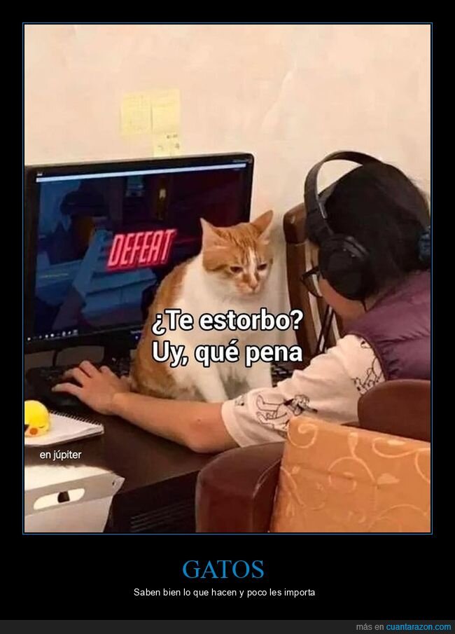 gato,molestar,videojuego