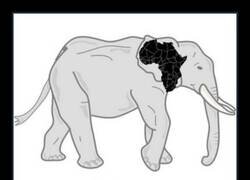 Enlace a La mejor forma de saber la procedencia de un elefante