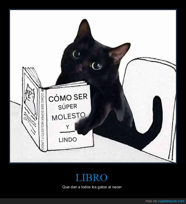 libro,gatos