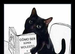 Enlace a Lectura felina