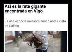 Enlace a Pedazo de rata...