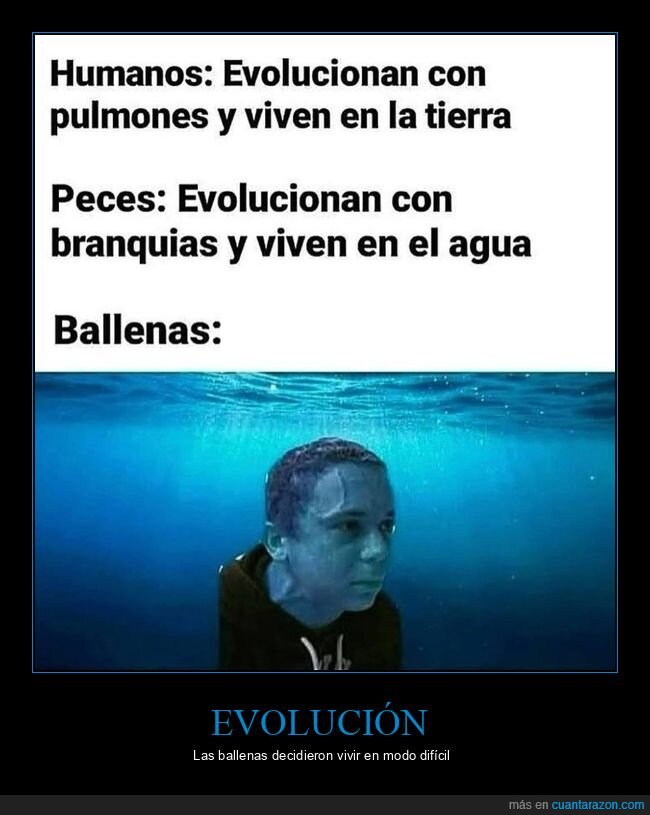 humanos,evolución,peces,ballenas