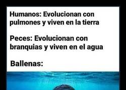 Enlace a Caprichos evolutivos
