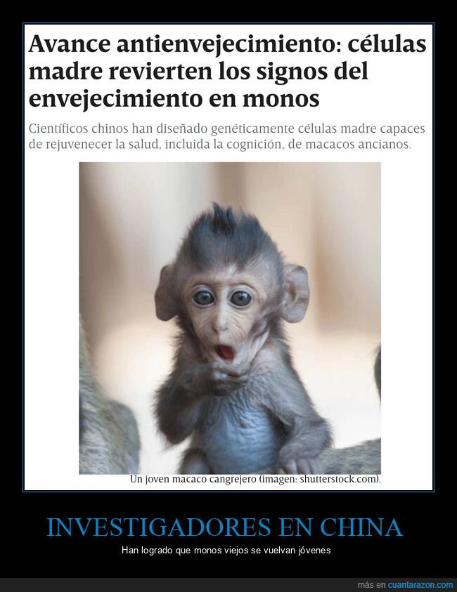 monos,viejos,jóvenes,envejecimiento