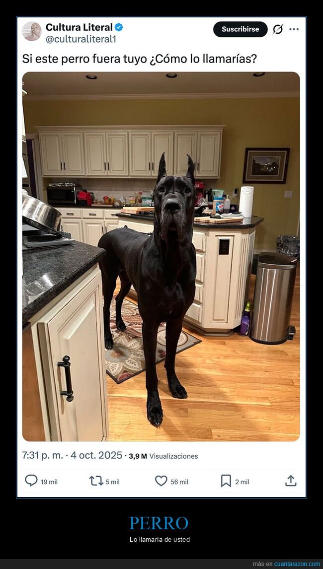 gran danés,llamar,perros