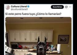 Enlace a ¿Cómo llamarías a este perro?