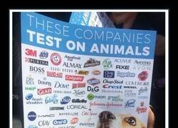 Enlace a Las consecuencias de probar ciertos productos con animales