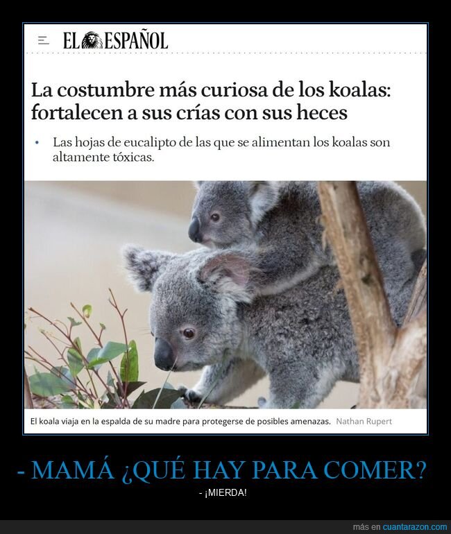 koalas,crías,heces