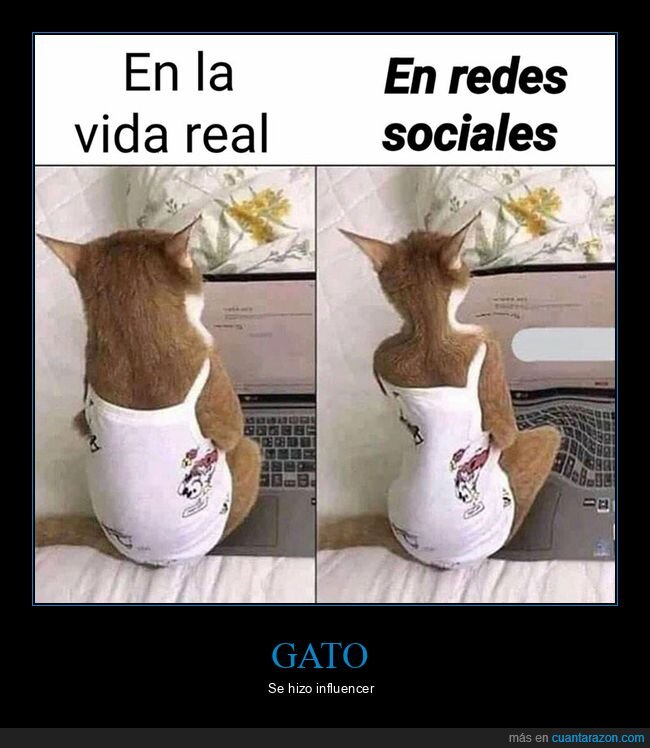 gatos,redes sociales,vida real