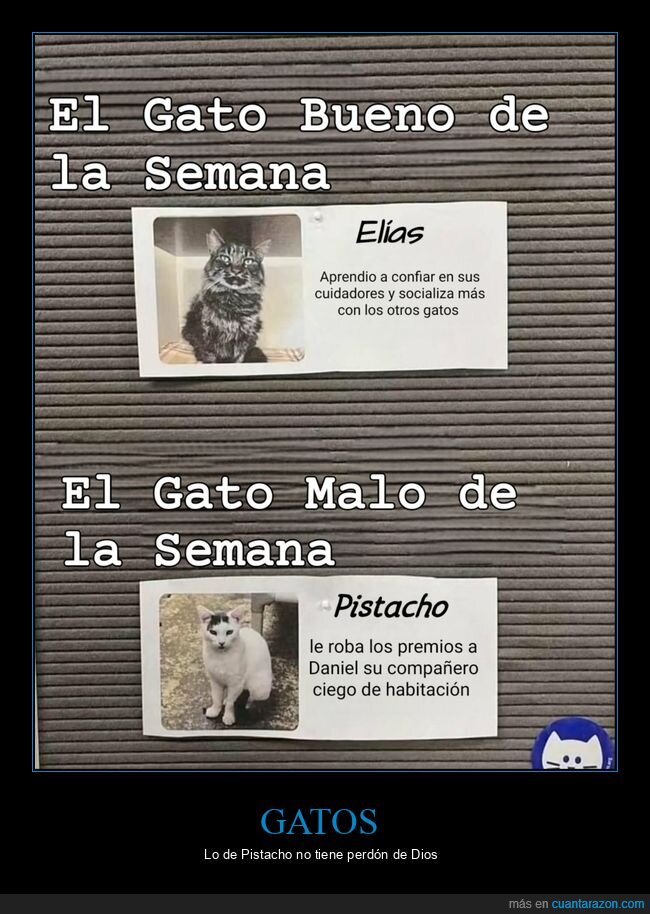 gatos,bueno,malo