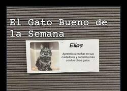 Enlace a Gato bueno VS Gato malo