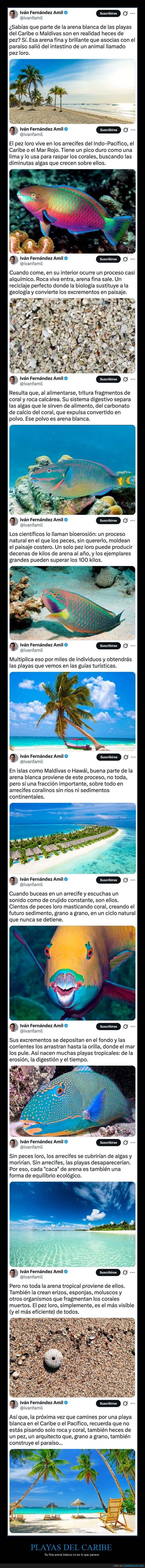 playas,arena,pez loro