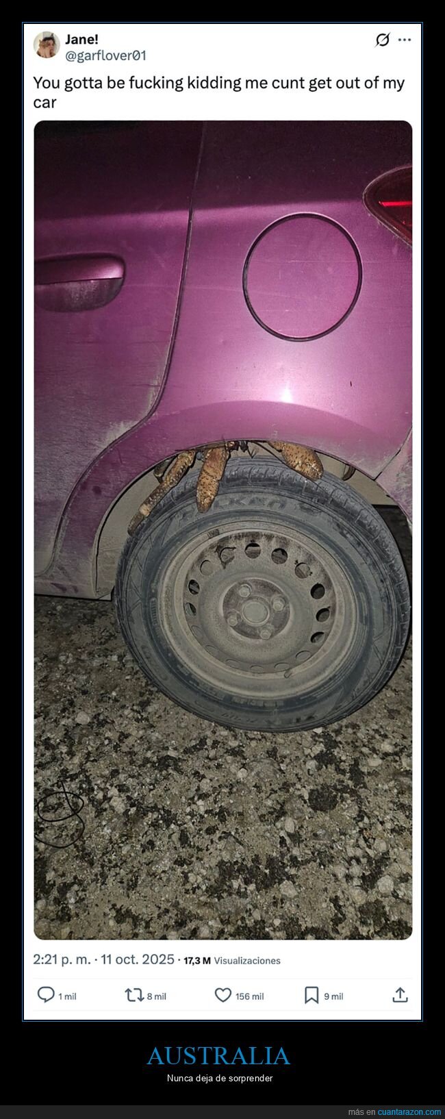 australia,bicho,coches