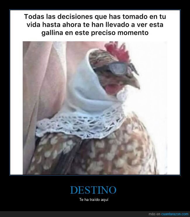 decisiones,gallina