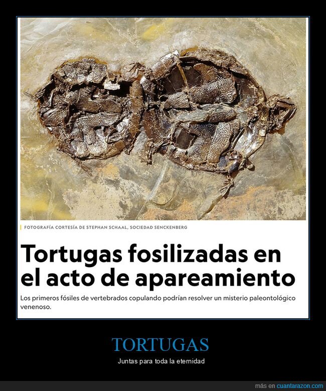 fósiles,tortugas