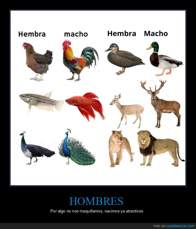 hembras,machos,animales