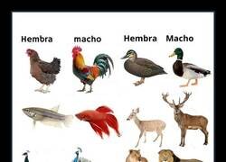 Enlace a Machos y hembras de la misma especie