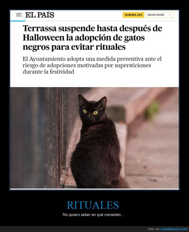 adoptar,gatos,halloween,rituales