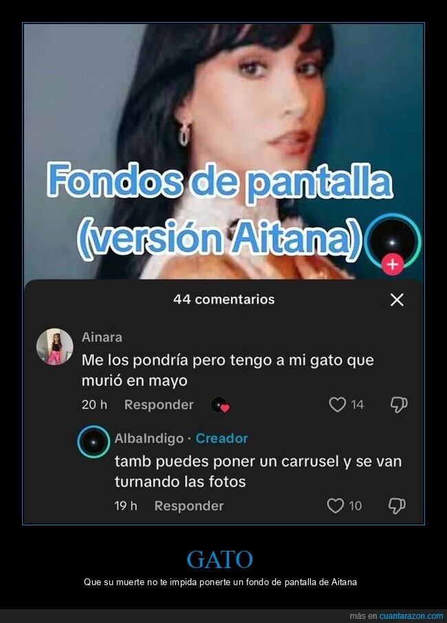 gato,fondo de pantalla,aitana