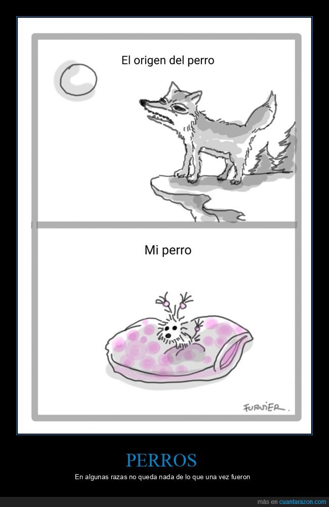 perros,origen