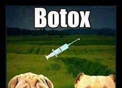 Enlace a Pregunta a tu veterinario de confianza