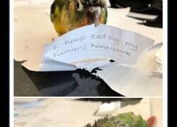 Enlace a Divertidas mascotas que fueron avergonzadas públicamente por portarse mal