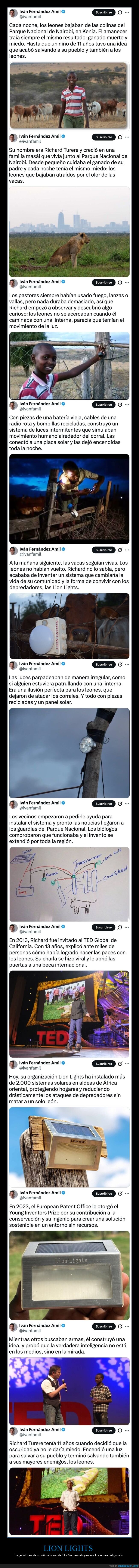 lion lights,leones,ganado