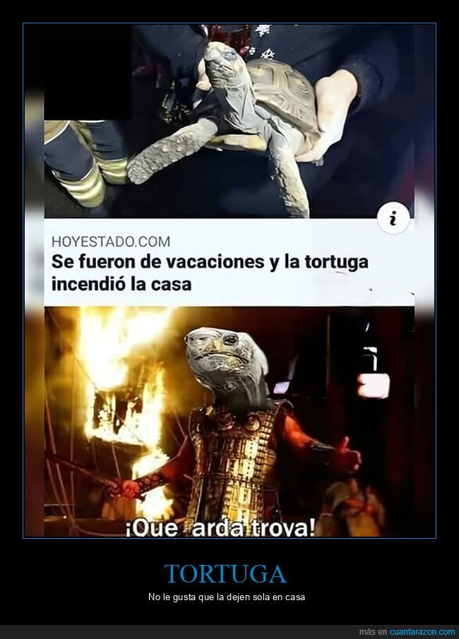 casa,incendiar,tortuga,vacaciones