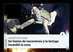 Enlace a Tortuga vengativa