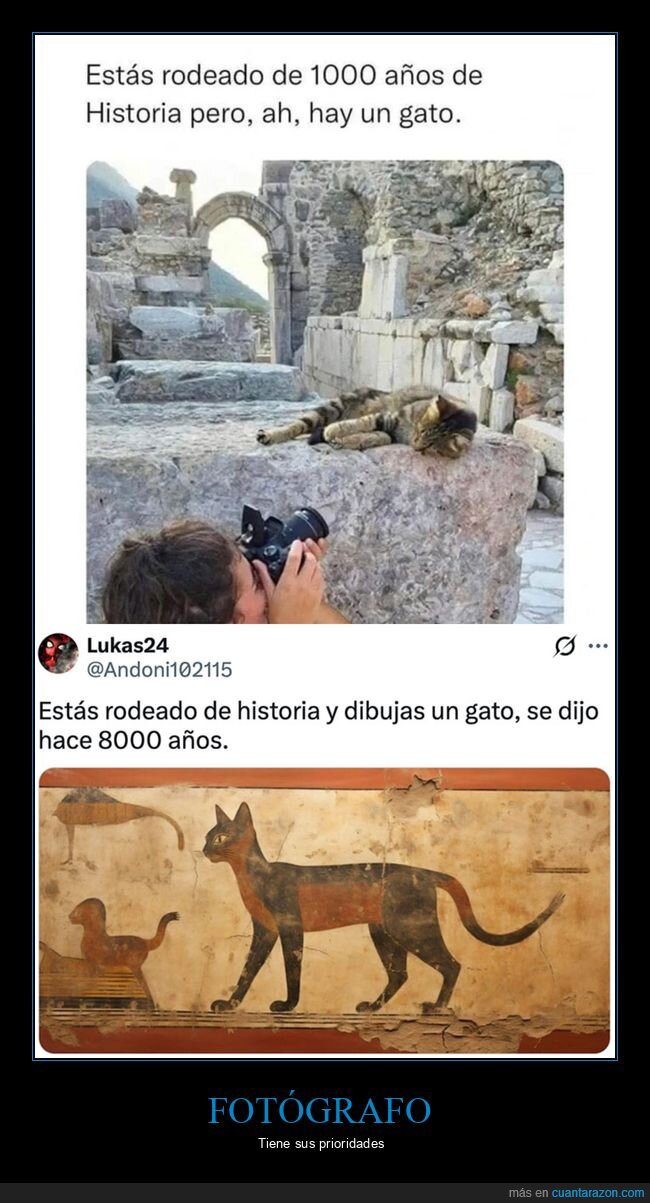 fotógrafo,gatos,historia