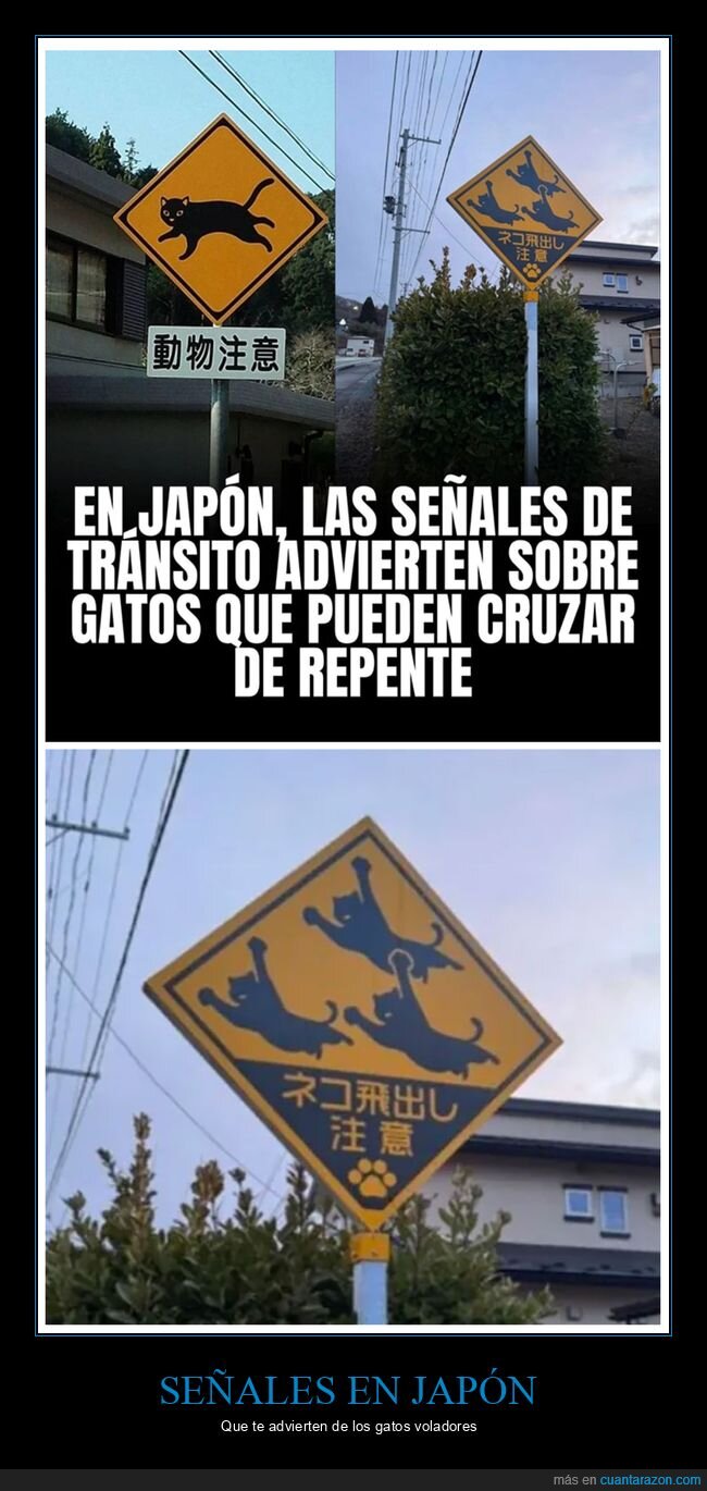 gatos,japón,señales