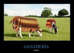 Enlace a ¿Qué clase de ganadería es esta?