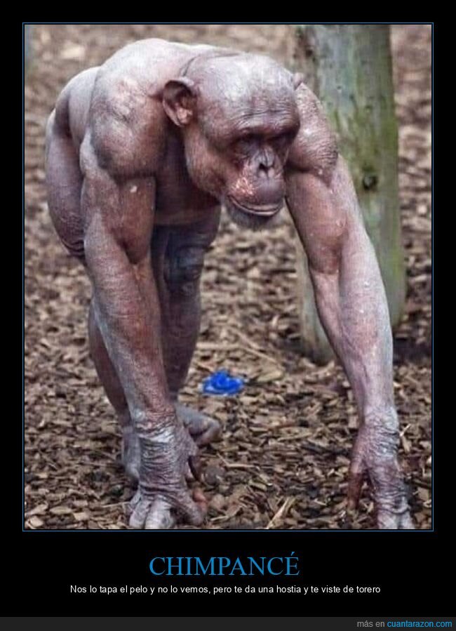 chimpancé,sin pelo